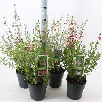 Salvia microphylla MIX