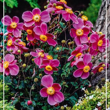 Anemone x hybrida 'Hadspen Abundance'