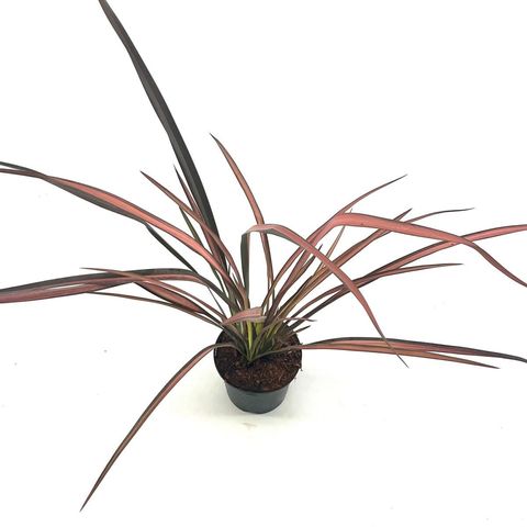 Phormium 'Evening Glow'