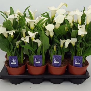 Zantedeschia 'Siberia'