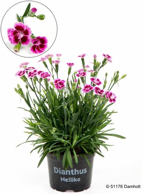 Dianthus PINK KISSES