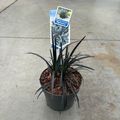 Ophiopogon planiscapus 'Nigrescens'