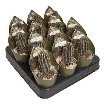 x Chamaelobivia 'Westfield Alba'