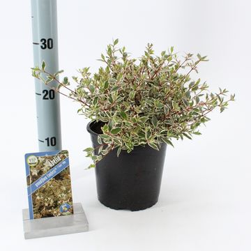 Abelia x grandiflora CONFETTI