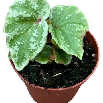 Begonia 'Temuyuk Silver'