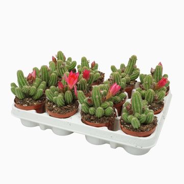 Chamaecereus 'Ubink Cerise'