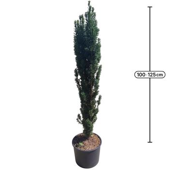 Taxus baccata 'Fastigiata Robusta'