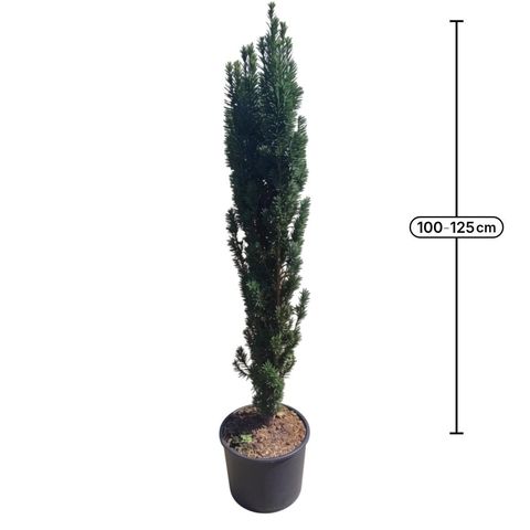 Taxus baccata 'Fastigiata Robusta'
