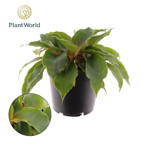 Chlorophytum orchidastrum GREEN ORANGE