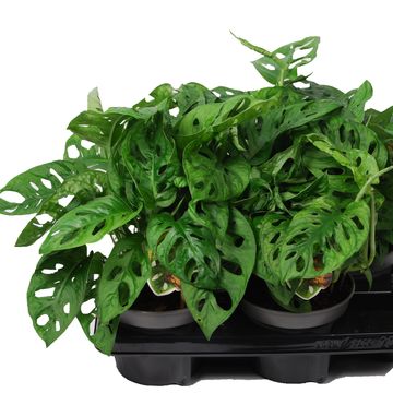 Monstera obliqua 'Monkey Leaf'