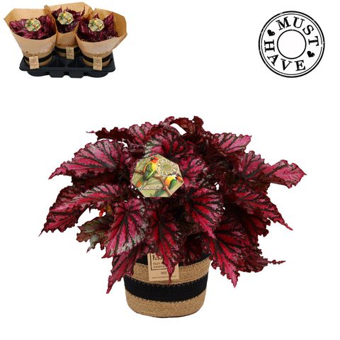 Begonia MAGIC COLOURS LAMBADA