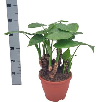 Alocasia cucullata