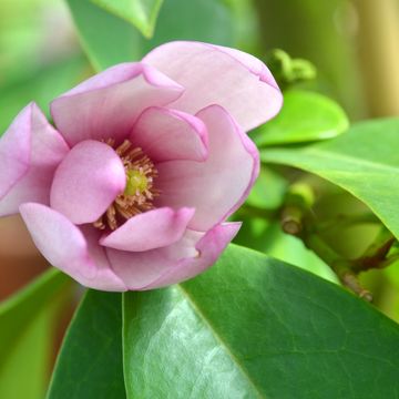 Magnolia FAIRY MAGNOLIA BLUSH