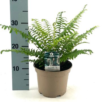 Polystichum munitum