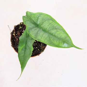 Alocasia heterophylla 'Dragon's Breath'