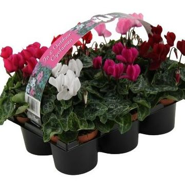 Cyclamen SUPER SERIE VERANO MIX