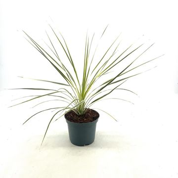 Cordyline australis LIME PASSION