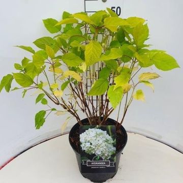 Hydrangea arborescens 'Annabelle'