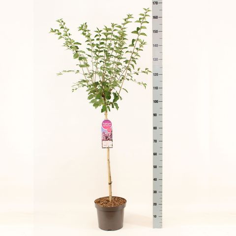 Syringa 'Josée'