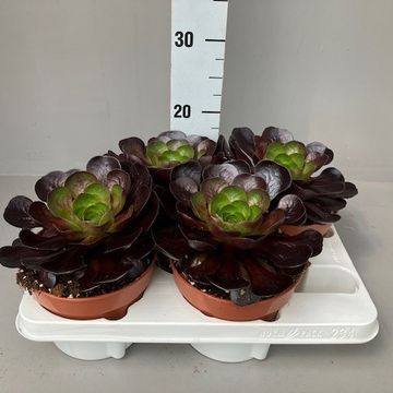 x Semponium 'Destiny'