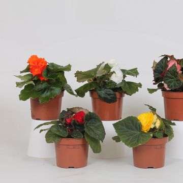 Begonia MIX