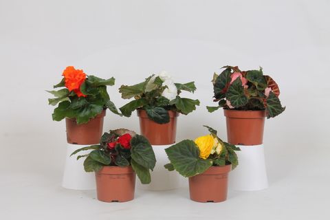 Begonia MIX