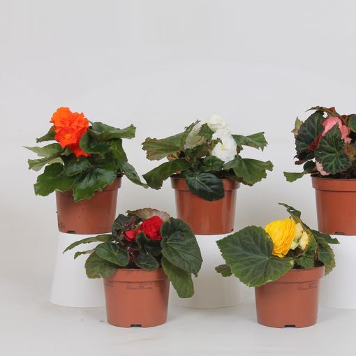 Begonia MIX