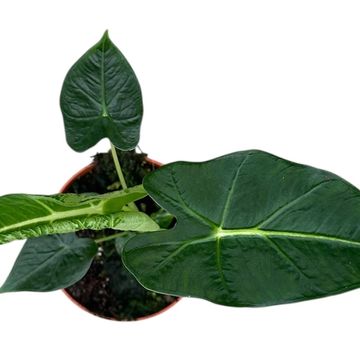 Alocasia 'Frydek Tattoo'