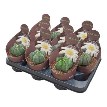 Astrophytum myriostigma nudum
