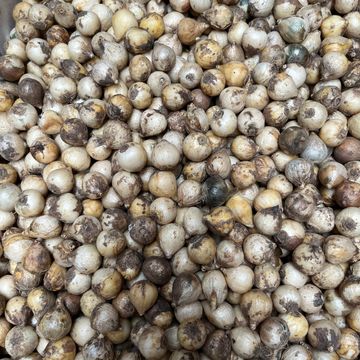 Puschkinia scilloides libanotica 'Alba'