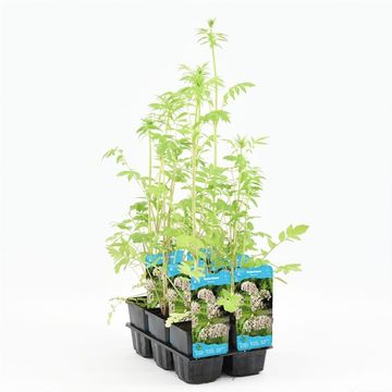 Valeriana officinalis