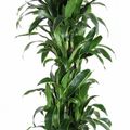 Dracaena fragrans 'Arturo'