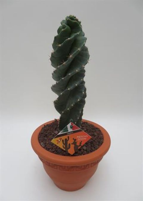 Cereus jamacaru 'Spiralis'
