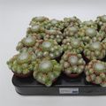 Sempervivum arachnoideum