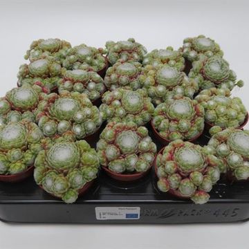 Sempervivum arachnoideum