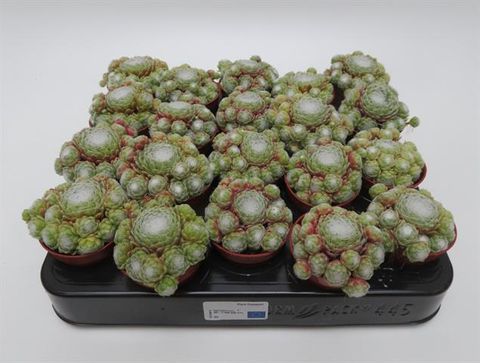 Sempervivum arachnoideum