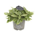 Peperomia 'Pixie Lime'