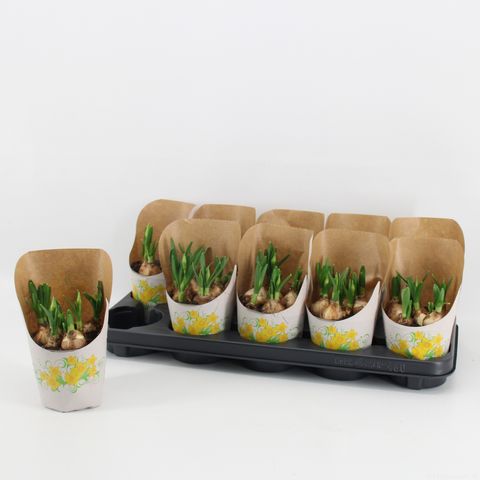 Narcissus 'Tête Bouclé'