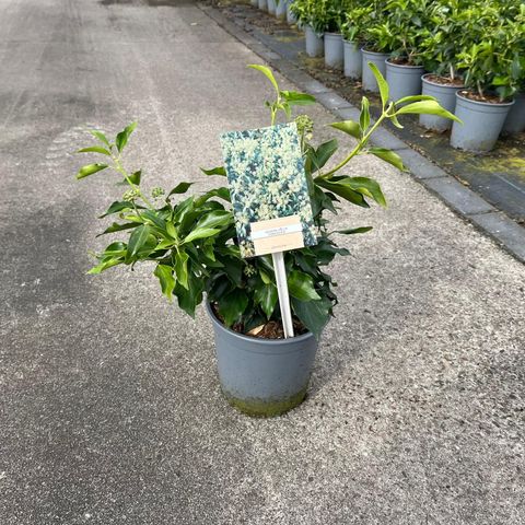 Hedera helix 'Zorgvlied'