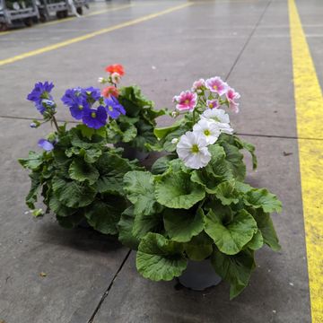 Primula obconica TOUCH ME MIX