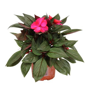 Impatiens COLORPOWER PURPLE FLAME