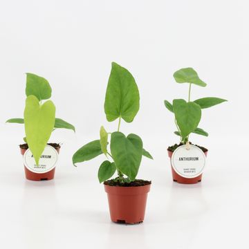 Anthurium balaoanum