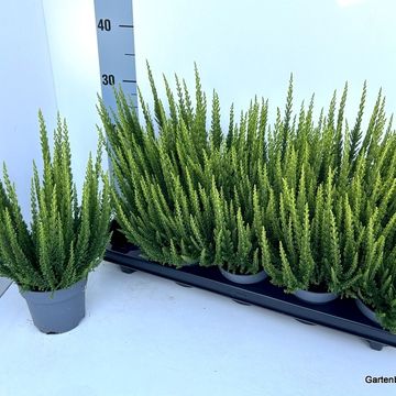 Calluna vulgaris SKYLINE VERONA