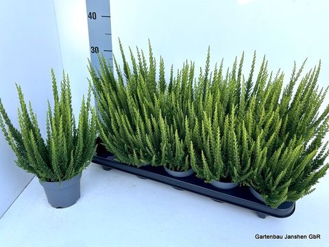 Calluna vulgaris SKYLINE VERONA