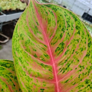 Aglaonema 'Grand Blossom'