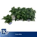 Pentas lanceolata 'Graffiti White'