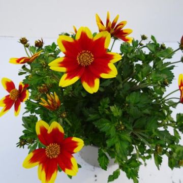 Bidens 'Royal Brocade'