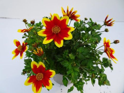 Bidens 'Royal Brocade'