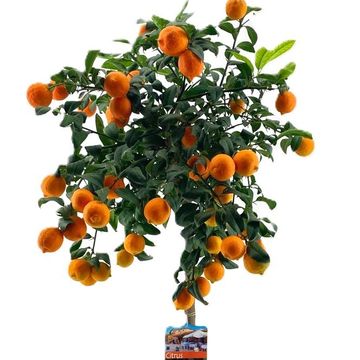 Citrus x limon 'Rosso'