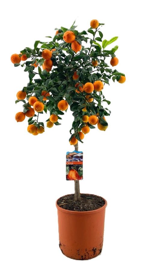 Citrus x limon 'Rosso'